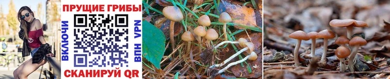 Галлюциногенные грибы Psilocybe  Купить где  Мичуринск 